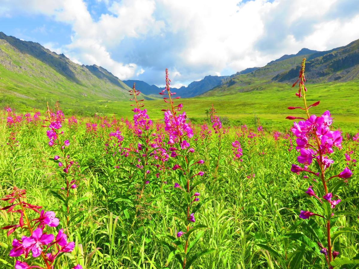 بالمر Hatcher Pass Cabins المظهر الخارجي الصورة